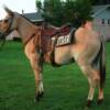 BUCKWHEAT -- 8 yrs. old
Red Dunn Horse Mule
14.3 hands, 1050#'s