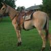 BUCKWHEAT -- 8 yrs. old
Red Dunn Horse Mule
14.3 hands, 1050#'s