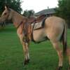 BUCKWHEAT -- 8 yrs. old
Red Dunn Horse Mule
14.3 hands, 1050#'s