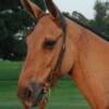 BUCKWHEAT -- 8 yrs. old
Red Dunn Horse Mule
14.3 hands, 1050#'s