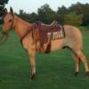 BUCKWHEAT -- 8 yrs. old
Red Dunn Horse Mule
14.3 hands, 1050#'s