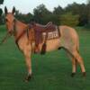 BUCKWHEAT -- 8 yrs. old
Red Dunn Horse Mule
14.3 hands, 1050#'s