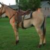 BUCKWHEAT -- 8 yrs. old
Red Dunn Horse Mule
14.3 hands, 1050#'s
