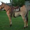 BUCKWHEAT -- 8 yrs. old
Red Dunn Horse Mule
14.3 hands, 1050#'s