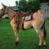 BUCKWHEAT -- 8 yrs. old
Red Dunn Horse Mule
14.3 hands, 1050#'s