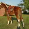 Fancy Pants, 5 yrs. old
 Sorrell Mare Mule
15.3 hands, 1100#'s
Hip Tage #101