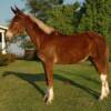 Fancy Pants, 5 yrs. old
 Sorrell Mare Mule
15.3 hands, 1100#'s
Hip Tage #101