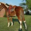 Fancy Pants, 5 yrs. old
 Sorrell Mare Mule
15.3 hands, 1100#'s
Hip Tage #101