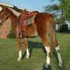 Fancy Pants, 5 yrs. old
 Sorrell Mare Mule
15.3 hands, 1100#'s
Hip Tage #101