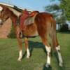 Fancy Pants, 5 yrs. old
 Sorrell Mare Mule
15.3 hands, 1100#'s
Hip Tage #101
