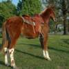 Fancy Pants, 5 yrs. old
 Sorrell Mare Mule
15.3 hands, 1100#'s
Hip Tage #101