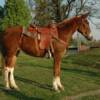 Fancy Pants, 5 yrs. old
 Sorrell Mare Mule
15.3 hands, 1100#'s
Hip Tage #101