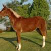 Fancy Pants, 5 yrs. old
 Sorrell Mare Mule
15.3 hands, 1100#'s
Hip Tage #101