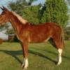 Fancy Pants, 5 yrs. old
 Sorrell Mare Mule
15.3 hands, 1100#'s
Hip Tage #101
