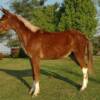 Fancy Pants, 5 yrs. old
 Sorrell Mare Mule
15.3 hands, 1100#'s
Hip Tage #101