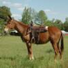  JILL 6 yrs. old
  Sorrel Mare Mule 
15.3 hands, 1175# 
Hip Tag  #66