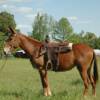  JILL 6 yrs. old
  Sorrel Mare Mule 
15.3 hands, 1175# 
Hip Tag  #66
