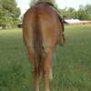  JILL 6 yrs. old
  Sorrel Mare Mule 
15.3 hands, 1175# 
Hip Tag  #66