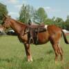  JILL 6 yrs. old
  Sorrel Mare Mule 
15.3 hands, 1175# 
Hip Tag  #66