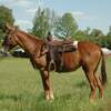  JILL 6 yrs. old
  Sorrel Mare Mule 
15.3 hands, 1175# 
Hip Tag  #66