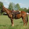  JILL 6 yrs. old
  Sorrel Mare Mule 
15.3 hands, 1175# 
Hip Tag  #66