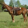  JILL 6 yrs. old
  Sorrel Mare Mule 
15.3 hands, 1175# 
Hip Tag  #66