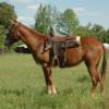  JILL 6 yrs. old
  Sorrel Mare Mule 
15.3 hands, 1175# 
Hip Tag  #66
