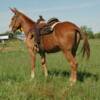  JILL 6 yrs. old
  Sorrel Mare Mule 
15.3 hands, 1175# 
Hip Tag  #66