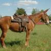  JILL 6 yrs. old
  Sorrel Mare Mule 
15.3 hands, 1175# 
Hip Tag  #66